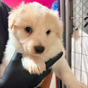BIRCH, Collie, Border, puppy, available for adoption