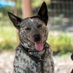 APRIL, Cattle Dog, Australian (Blue Heeler), adult, available for adoption