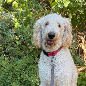 BETTY, Poodle, Standard, adult, available for adoption