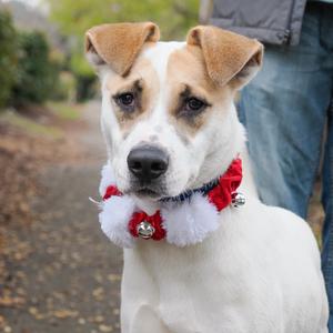 AMAYA, Pointer, adult, available for adoption