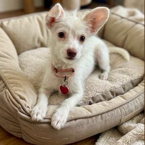 ANGELINA, Terrier, puppy, available for adoption