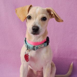 A small dog with a pink collar and a red heart-shaped tag, sitting against a purple background.