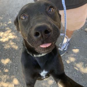 BLOSSOM, Retriever, Black Labrador, adult, available for adoption