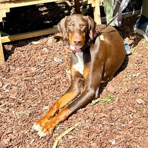 AMELIA, Pinscher, Doberman, adult, available for adoption