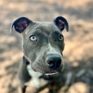 AZALEA, Terrier, American Staffordshire, available for adoption