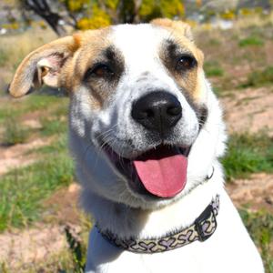 Daisy (Zinc)(26-1E-1), Terrier, Pit Bull, adult, available for adoption