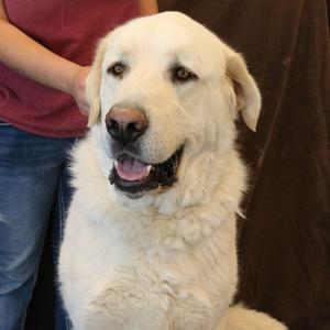 Polar Bear, Pyrenees, Great, adult, available for adoption