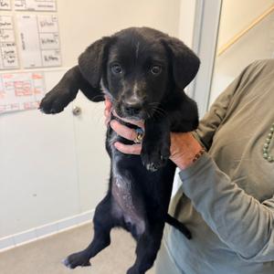 Beluga, Retriever, Black Labrador, puppy, available for adoption