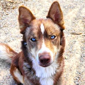 Squeegee, Husky, adult, available for adoption