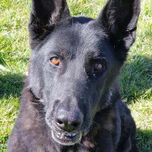 Bear (Bandit), Shepherd, German, senior, available for adoption