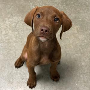 Hershey, Retriever, Chocolate Labrador, puppy, available for adoption