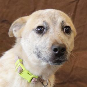Stella, Cattle Dog, Australian (Red Heeler), adult, available for adoption