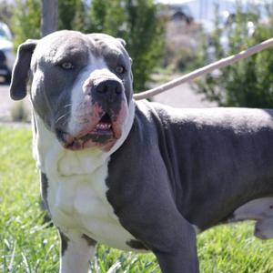 Magnus, Terrier, Pit Bull, adult, available for adoption