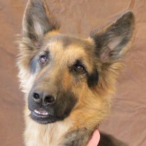 A close-up of a German Shepherd dog with pointed ears and a black and tan coat, looking directly at the camera.