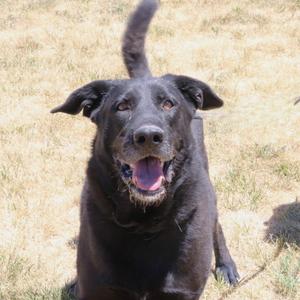 Smokey, Retriever, Labrador, adult, available for adoption