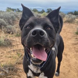 Rocky, Retriever, Black Labrador, adult, available for adoption