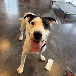 Harley, Terrier, Pit Bull, adult, available for adoption