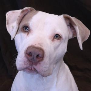 Pinky, Terrier, Pit Bull, adult, available for adoption