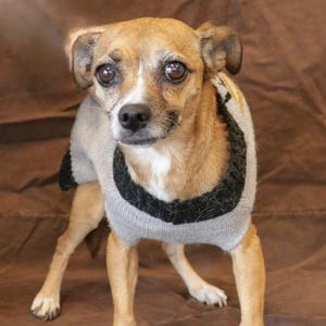 Lainey, Chihuahua, adult, available for adoption