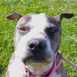 Charlene, Terrier, Pit Bull, senior, available for adoption