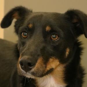 Tyco, Cattle Dog, adult, available for adoption