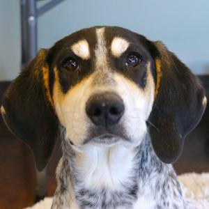 Britta (26-4A-2), Coonhound, Bluetick, puppy, available for adoption