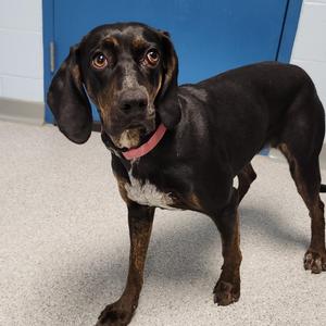 Honey Bee, Mixed Breed, adult, available for adoption