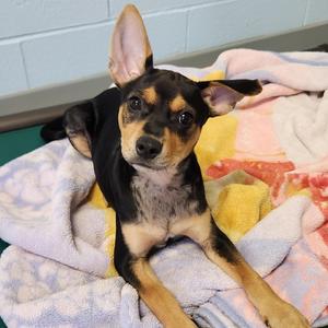 Birria, Mixed Breed, puppy, available for adoption