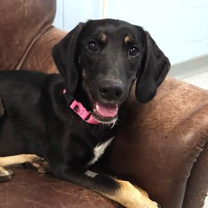 Scarlett, Mixed Breed, young, available for adoption