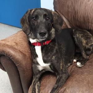 Sue Ellen, Mixed Breed, young, available for adoption