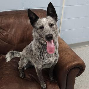 Violet, Australian Cattle Dog / Blue Heeler, young, available for adoption