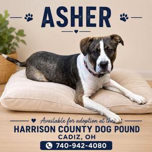 A black and white dog named Asher is lying on a beige dog bed. The text on the image says "Asher" at the top, and below the dog it says "Available for adoption at the Harrison County Dog Pound, Cadiz, OH" with a phone number 740-942-4080.