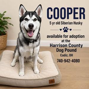 COPPER, Siberian Husky, adult, available for adoption