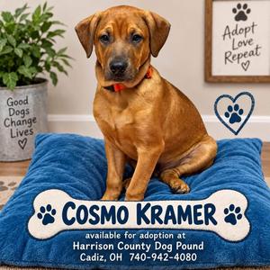 COSMO KRAMER, Bullmastiff / Terrier, puppy, available for adoption
