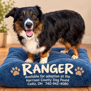 RANGER, Australian Shepherd, adult, available for adoption