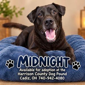 MIDNIGHT, Black Labrador Retriever, senior, available for adoption