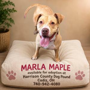A dog named Marla Maple is sitting on a dog bed with her tongue out. The dog bed has text that reads "MARLA MAPLE available for adoption at Harrison County Dog Pound Cadiz, OH 740-942-4080" and paw prints on it.
