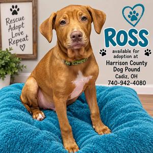 ROSS, Bullmastiff / Terrier, puppy, available for adoption