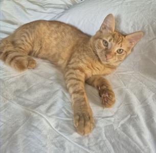 A ginger tabby cat lying on a white bedspread, looking directly at the camera with its front paws stretched out.