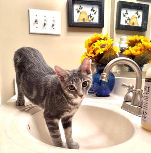 Alec, kitten, available for adoption
