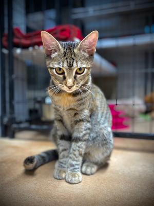 Clary, kitten, available for adoption