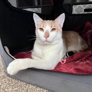 Jack, young, available for adoption