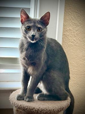 Nesta, adult, available for adoption