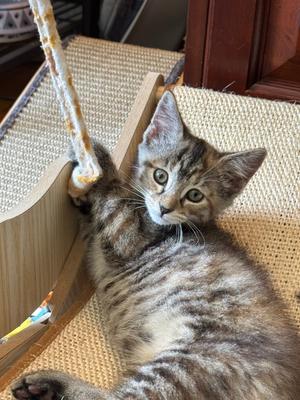 Newt, kitten, available for adoption
