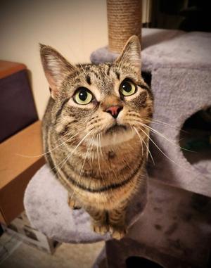 Loteria, adult, available for adoption
