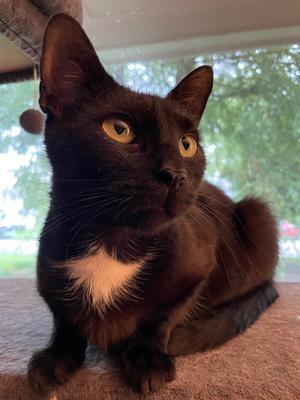 Jane, adult, available for adoption