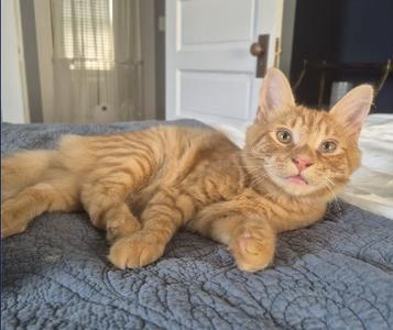 Jake, available for adoption