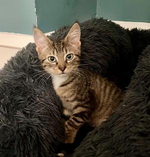 Andre, kitten, available for adoption