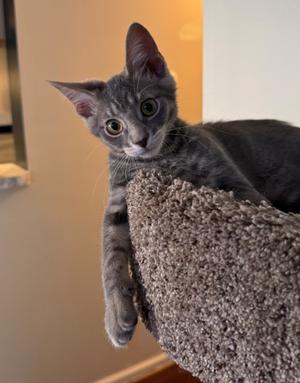 Forrest, adult, available for adoption