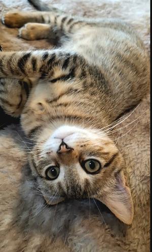 Chloe, kitten, available for adoption